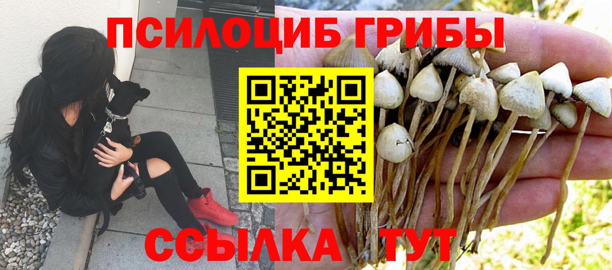 Псилоцибиновые грибы Psilocybine cubensis  Брянск 